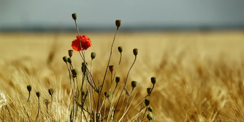 Ein Getreidefeld mit Mohnblumen als Symbolbild für die Wirkung von Getreide – Rezeptideen von Wandlungen mit Stephania Laih.